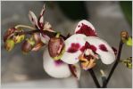 orchidee24.JPG