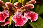 orchidees12.jpg