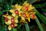 orchidees14.jpg