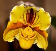 orchidees18.jpg