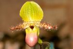 orchidees19.jpg