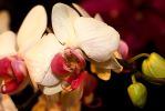 orchidees20.jpg