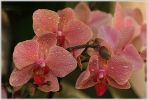 orchidees23.JPG