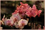 orchidees25.JPG