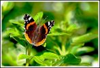 papillon.jpg