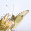 papillon_23-8-09.jpg