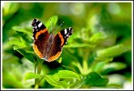 papillon~0.jpg