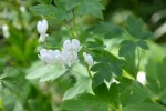 parc_de_Chanteraine-1.jpg
