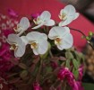 phalaenopsis1.jpg