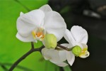 phanaelopsis-2.jpg