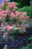 pieris.JPG