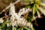pieris_formosa.JPG