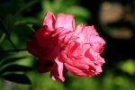 pivoine 4-6.JPG