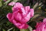 pivoine_juin_2009.JPG