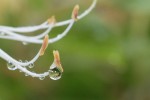 pluie2_2-8-09.jpg