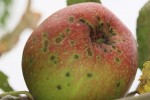 pomme.jpg