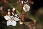 printemps2_2009.JPG
