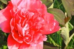 printemps_2011-3.jpg