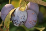 prune.jpg