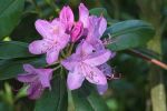 rhodo_mauve.JPG