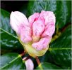 rhododendron.JPG