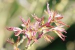 ribes.JPG