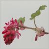 ribes_sanguineum.JPG