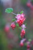 ribes_sanguineum1.jpg