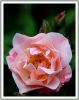 rose 18-6.JPG