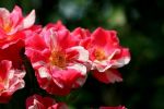 rose bicolore.JPG