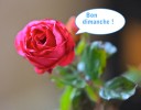 rose-1.jpg