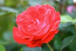 rose-5_5-1.jpg