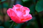 rose-5_5-2.jpg