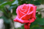 rose-5_5-3.jpg