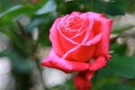 rose-5_5-3.jpg