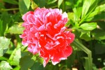 rose-rouge_2.jpg