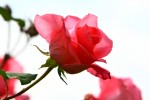 rose10juin-4.jpg