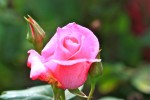 rose10juin-5.jpg