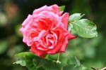 rose10juin-6.jpg