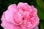 rose13_6_2013-2.jpg