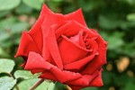 rose13_6_2013-4.jpg