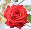 rose14-9-14-2.jpg