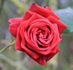 rose14-9-14-3.jpg