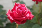 rose14_30-5-09.JPG