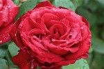 rose14aout1.jpg