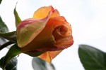 rose14mai2014-1.jpg