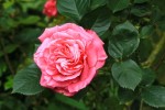 rose14mai2014-2.jpg