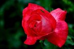 rose15-6.JPG