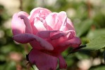 rose15_30-5-09.JPG