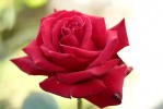 rose16_30-5-09.JPG